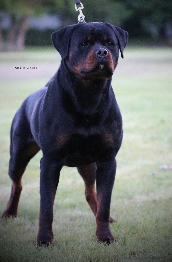 Les Rottweiler de l'affixe Von Der Vangfuller