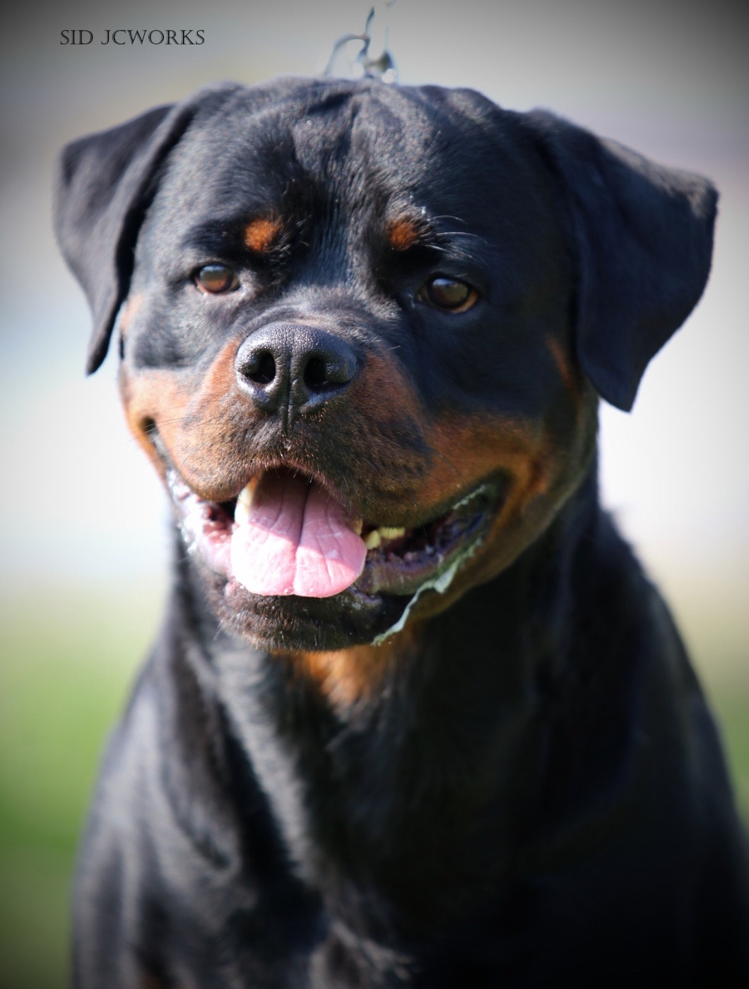 Vigo Von Der Vangfuller