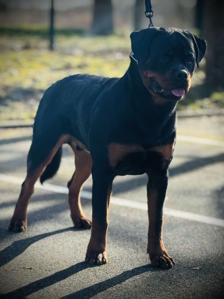 Vigo Von Der Vangfuller