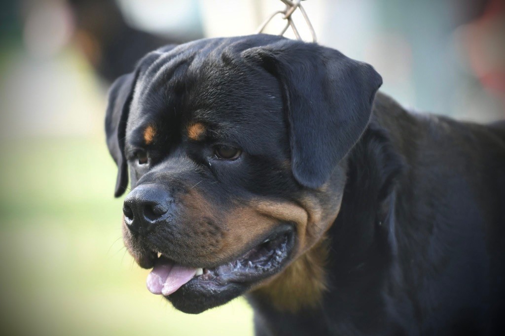 Vador Von Der Vangfuller