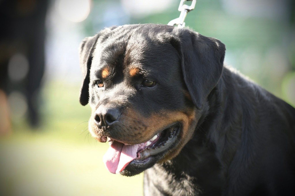 V urus Von Der Vangfuller