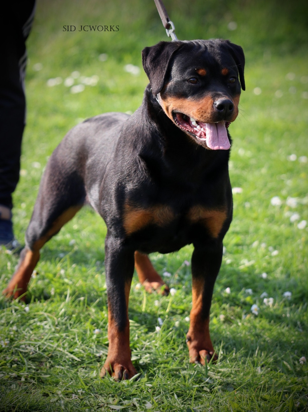 Auracle Von Der Vangfuller